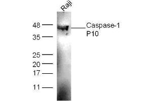 Raji cell lysates probed with Anti-Caspase-1 P10 Polyclonal Antibody  at 1:5000 for 90 min at 37˚C. (Caspase 1 (p10) antibody  (AA 320-404))