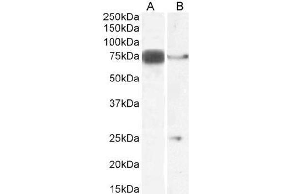 DLL1 antibody  (Internal Region)