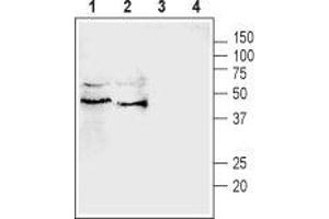 Western blot analysis of rat (lanes 1 and 3) and mouse (lanes 2 and 4) testis lysates: - 1,2. (Pannexin 3 antibody  (Intracellular))