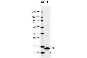 Western blot using  anti-Mouse GM-CSF antibody shows detection of a band ~14 kDa in size corresponding to recombinant mouse GM-CSF (lane 1). (GM-CSF antibody)