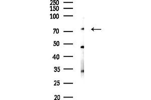 anti-Thymopoietin (TMPO) (Internal Region) antibody