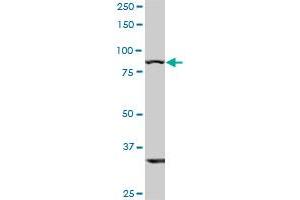 TLR10 monoclonal antibody (M01), clone 2A11. (TLR10 antibody  (AA 1-811))