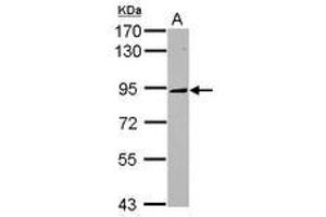 Image no. 1 for anti-Kinesin Family Member 2C (KIF2C) (AA 9-287) antibody (ABIN1499045) (KIF2C antibody  (AA 9-287))