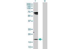 Western Blot analysis of TAC1 expression in transfected 293T cell line by TAC1 MaxPab polyclonal antibody.