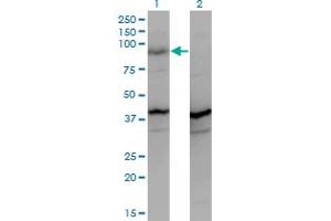 Western Blot analysis of PCDHGA2 expression in transfected 293T cell line by PCDHGA2 monoclonal antibody (M01), clone 2A7.