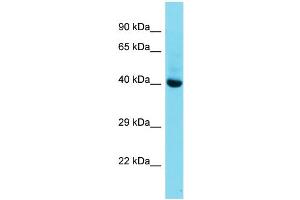 Host:  Rabbit  Target Name:  Mkx  Sample Type:  Mouse Liver lysates  Antibody Dilution:  1. (MKX antibody  (C-Term))