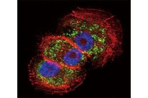 Immunofluorescence (IF) image for anti-Parkinson Protein 2, E3 Ubiquitin Protein Ligase (Parkin) (PARK2) (AA 387-417) antibody (ABIN3032156)