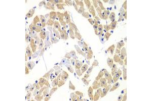 Immunohistochemistry of paraffin-embedded mouse heart using ELF3 antibody (ABIN6292050) at dilution of 1:100 (40x lens). (ELF3 antibody)