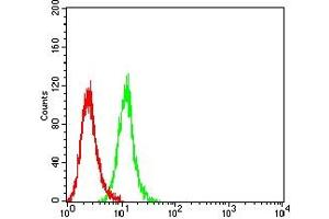 Flow cytometric analysis of Hela cells using ERCC1 mouse mAb (green) and negative control (red). (ERCC1 antibody  (AA 1-120))