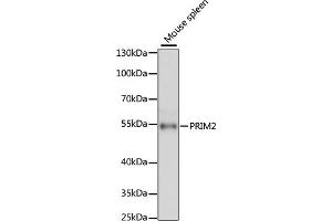 Western blot analysis of extracts of mouse spleen, using PRIM2 antibody (ABIN6130291, ABIN6146164, ABIN6146166 and ABIN6215325) at 1:3000 dilution. (PRIM2 antibody  (AA 1-170))