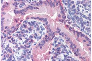 Mouse small intestine: Formalin-Fixed, Paraffin-Embedded (FFPE) (IDO1 antibody  (AA 129-141))