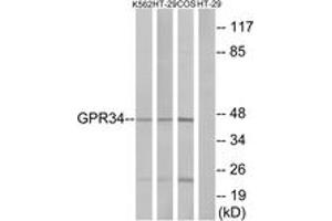 Western blot analysis of extracts from HT-29/K562/COS7 cells, using GPR34 Antibody. (GPR34 antibody  (AA 181-230))