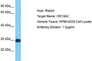 Host: Rabbit Target Name: OR10A2 Sample Type: RPMI-8226 Whole Cell lysates Antibody Dilution: 1.