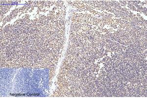 Immunohistochemical analysis of paraffin-embedded human tonsil tissue.