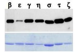 Western Blotting (WB) image for anti-14-3-3 Pan antibody (ABIN1105134) (14-3-3 Pan antibody)