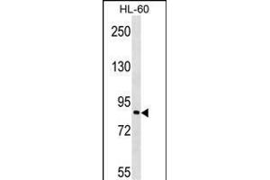Western Blotting (WB) image for anti-TGF-beta Activated Kinase 1/MAP3K7 Binding Protein 3 (TAB3) (AA 1-30), (N-Term) antibody (ABIN1538813)