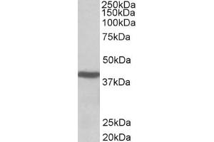 ABIN571083 (0. (ACAT1 antibody  (AA 253-266))