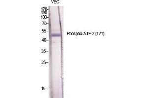 Western Blot (WB) analysis of specific cells using Phospho-ATF-2 (T71) Polyclonal Antibody.