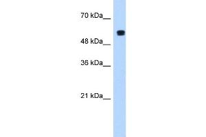 PUF60 antibody used at 1.