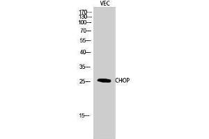 Western Blotting (WB) image for anti-DNA-Damage-Inducible Transcript 3 (DDIT3) (Ser301) antibody (ABIN3174391) (DDIT3 antibody  (Ser301))