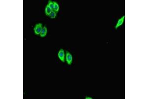 Immunofluorescent analysis of HepG2 cells using ABIN7168711 at dilution of 1:100 and Alexa Fluor 488-congugated AffiniPure Goat Anti-Rabbit IgG(H+L) (SCG2 antibody  (AA 31-617))