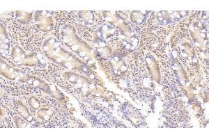 Detection of IK in Human Small intestine Tissue using Polyclonal Antibody to IK Cytokine, Down Regulator Of HLA II (IK) (Protein Red (IK) (AA 1-192) antibody)