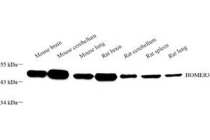 Western blot analysis of HOMER3 (ABIN7074257) at dilution of 1: 1000 (HOMER3 antibody)