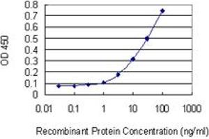 Detection limit for recombinant GST tagged DEAF1 is 0. (DEAF1 antibody  (AA 133-222))