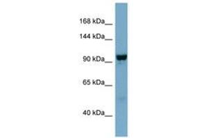 Image no. 1 for anti-N-Deacetylase/N-Sulfotransferase (Heparan Glucosaminyl) 4 (NDST4) (AA 611-660) antibody (ABIN6741715) (NDST4 antibody  (AA 611-660))