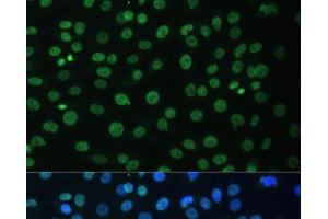 Immunofluorescence (IF) image for anti-Heterogeneous Nuclear Ribonucleoprotein D (HNRNPD) antibody (ABIN7258580)