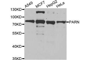 Western blot analysis of extracts of various cell lines, using PARN antibody (ABIN5974172) at 1/1000 dilution. (PARN antibody)