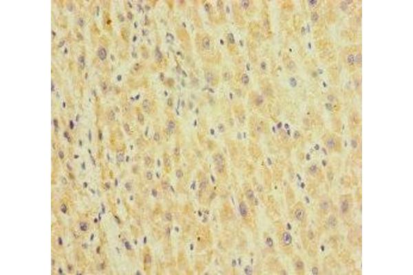 HEPACAM2 antibody  (AA 32-351)