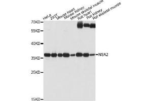 Western blot analysis of extracts of various cell lines, using NSA2 antibody (ABIN6293774) at 1:1000 dilution.