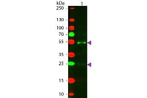 Western Blot of Texas Rabbit Anti-Horse IgG secondary antibody. (Rabbit anti-Horse IgG (Heavy & Light Chain) Antibody (Texas Red (TR)) - Preadsorbed)
