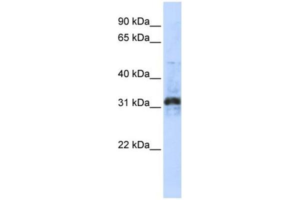 ZNF705D antibody  (Middle Region)