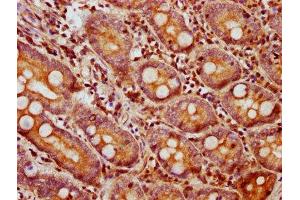 IHC image of ABIN7145684 diluted at 1:750 and staining in paraffin-embedded human small intestine tissue performed on a Leica BondTM system. (BMP2 antibody  (AA 283-396))