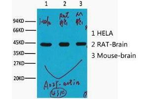 Western Blot (WB) analysis of HeLa (1), Rat Brain (2), Mouse Brain (3), (A02) diluted at 1:10000. (beta Actin antibody)