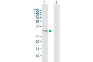 Western Blot analysis of IL1B expression in transfected 293T cell line by IL1B MaxPab polyclonal antibody. (IL-1 beta antibody  (AA 1-269))