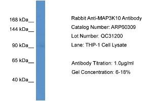 Western Blotting (WB) image for anti-Mitogen-Activated Protein Kinase Kinase Kinase 10 (MAP3K10) (C-Term) antibody (ABIN786125) (MAP3K10 antibody  (C-Term))
