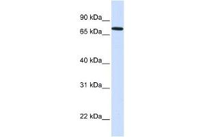 SETDB2 antibody used at 1 ug/ml to detect target protein. (SETDB2 antibody  (N-Term))