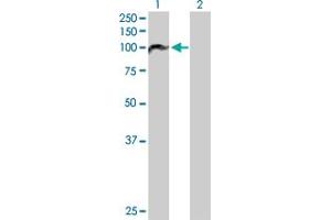 Western Blot analysis of PBXIP1 expression in transfected 293T cell line by PBXIP1 MaxPab polyclonal antibody.