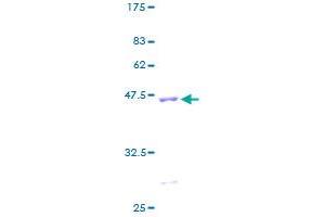 CD247 Protein (AA 1-164) (GST tag)