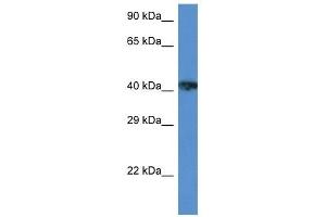 Western Blot showing XRCC3 antibody used at a concentration of 1 ug/ml against ACHN Cell Lysate (XRCC3 antibody  (Middle Region))
