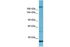 WB Suggested Anti-MYH13 Antibody Titration: 1. (MYH13 antibody  (C-Term))