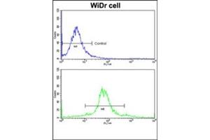 Image no. 1 for anti-Ets Variant 4 (ETV4) (AA 426-455), (C-Term) antibody (ABIN452983) (ETV4 antibody  (C-Term))