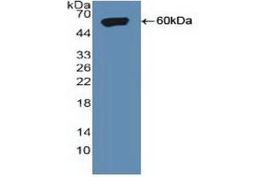 Western blot analysis of recombinant Human SORT1. (Sortilin 1 antibody  (AA 50-320))