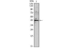 Western Blot showing INHA antibody used against mouse spermary (1) tissues lysate. (Inhibin alpha antibody)