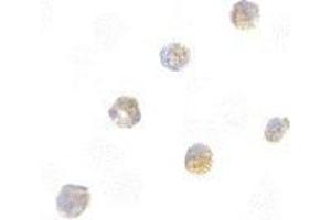 Immunocytochemistry of ASC in HL60 cells with AP30084PU-N ASC antibody at 5 μg/ml. (PYCARD antibody)