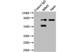 Immunoprecipitating IMMT in HepG2 whole cell lysate Lane 1: Rabbit control IgG instead of ABIN7159696 in HepG2 whole cell lysate.
