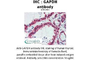 Image no. 1 for anti-Glyceraldehyde-3-Phosphate Dehydrogenase (GAPDH) (AA 9-323) antibody (ABIN1734616) (GAPDH antibody  (AA 9-323))